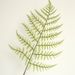Fern leaf cypress leaf INS style artificial flower manufacturer home decoration wedding bouquet plant wall artificial flower MW45554_voghion.com