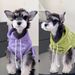 Felpa con cappuccio foderata in pile autunnale per cuccioli di Schnauzer West Highland, nuovi vestiti caldi invernali per cani_voghion.com