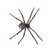 Araña de Halloween que brilla en la oscuridad, juguete de broma: araña de plástico con ojos LED realistas para decoraciones aterradoras y bromas de fiesta._voghion.com