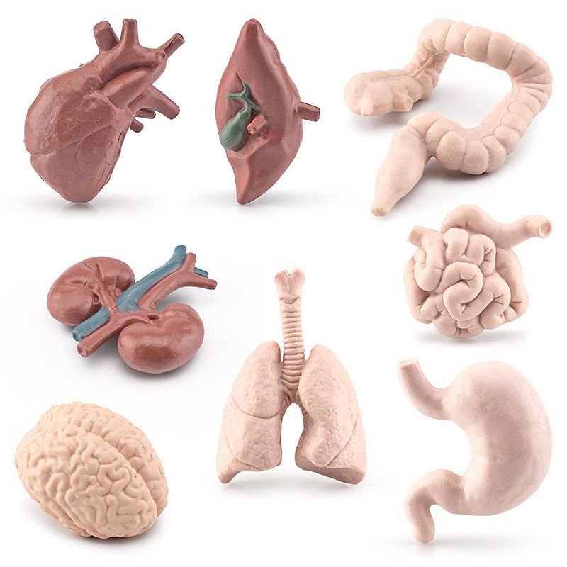 Modèle de torse de corps humain de simulation biologie cerveau coeur foie estomac rein outils pédagogiques apprentissage jouets éducatifs pour enfants_voghion.com