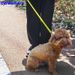 1pcs Hands-Free Dog Leash With Adjustable And Waterproof Harness – New Design For Walking Your Pet Without Hassle_voghion.com