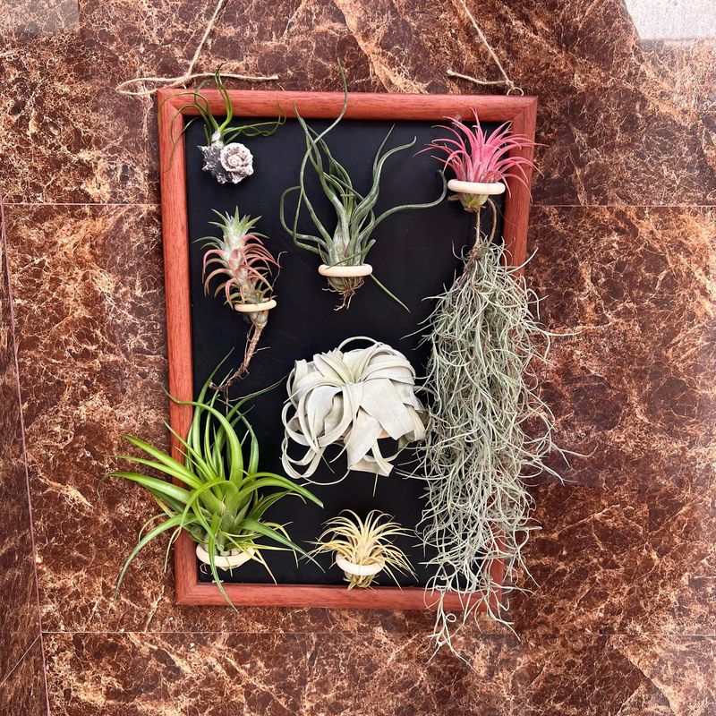 Planta de piña Ll Air sin suelo (planta viva + soporte de anillo de madera maciza con imán y ventosa, estante de exhibición y almacenamiento)_voghion.com