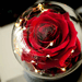 2 LED Mode Lighte Eternal Rose, ohranjena roža v stekleni kupoli, darilo za rojstni dan za materinski dan za dekleta, poročna zabava, dekoracija doma_voghion.com