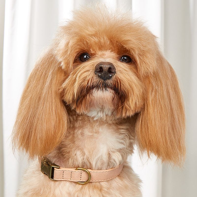 New Yusheng Small Large Neck Pet Supplies Matte PU Dog Collar_voghion.com