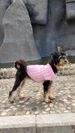 CDDMPET Warm Sweaters For Small Dogs By PawParty Store_voghion.com