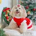 Weihnachts-Hundekleid, Rotgold, Schnalle, Gürtel, Weihnachtskleid, Welpe, Teddy, Bigbear, Haustier, Weihnachtskleid_voghion.com