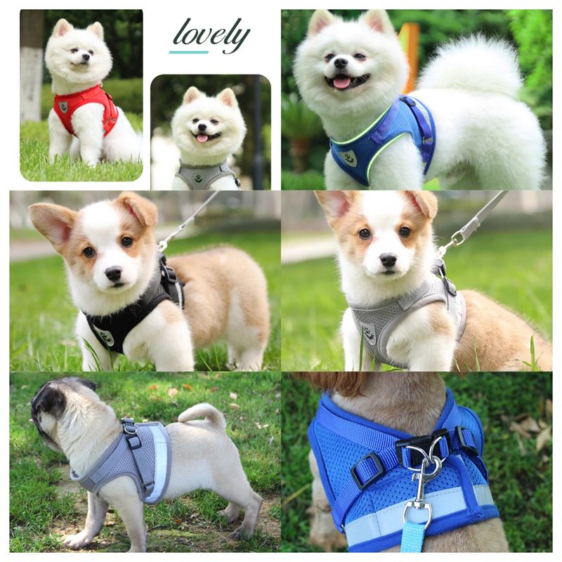 Vest, Leash And Harness Set, Adjustable Mesh Harness, Cat, Leash, Harnesses For Puppies, Bulldog, Corgi, Dog By PawParty Store_voghion.com