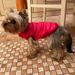 CDDMPET Winter Polyester Dog Jacket By PawParty Store_voghion.com