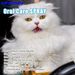 1 spray dentale di alta qualità per cani e gatti: elimina l'alito cattivo, migliora la salute orale e rinfresca l'aria in un colpo solo!_voghion.com