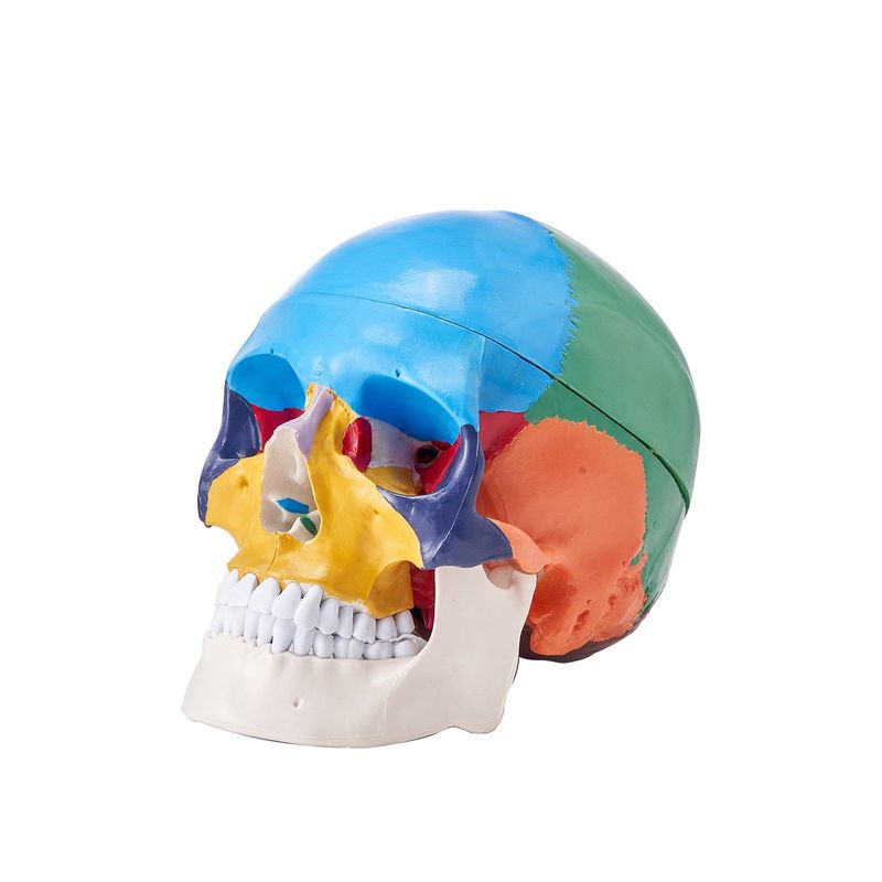 VEVOR Human Skull Model, 3 Parts Human Skull Anatomy, Life-Size Painted Anatomy Skull Model, PVC Anatomical Skull, Detachable Learning Skull Model, For Professional Teaching, Researching And Learning_voghion.com