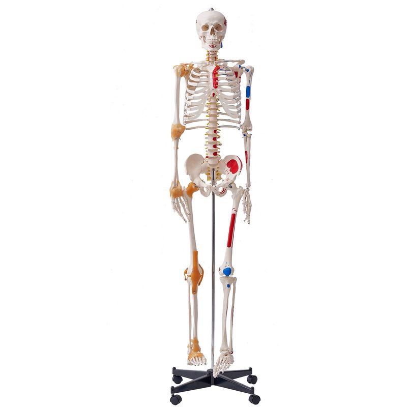 VEVOR Human Skeleton Model For Anatomy, 71.65" Life Size, Accurate PVC Anatomy Skeleton Model With Ligaments, Movable Arms, Legs & Jaw, With Muscle Origin & Insertion Points, For Professional Teaching_voghion.com