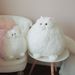 Cat Persian Longtail Cute Plush Toy_voghion.com