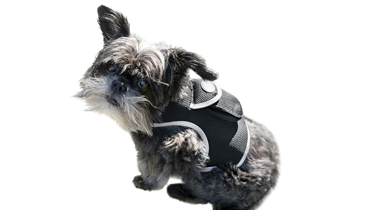 Worldwide Compatible Mini Portable GSM GPS Pet Collar Realtime Tracker Size:S_voghion.com