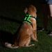Pet LED Night Reflective Light-Up Harness Warning Dog Vest Type-C Charging_voghion.com