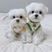Herbst Neue Haustier Bichon Kleidung Teddy Schnauzer Pommerschen Pudel Kleine Hund De Rong Baumwolle Weste_voghion.com