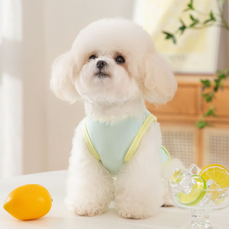 Camiseta regata de seda gradiente fria para cães pequenos, gatos, saindo com dois pés, primavera e verão, roupas finas para cães de estimação_voghion.com