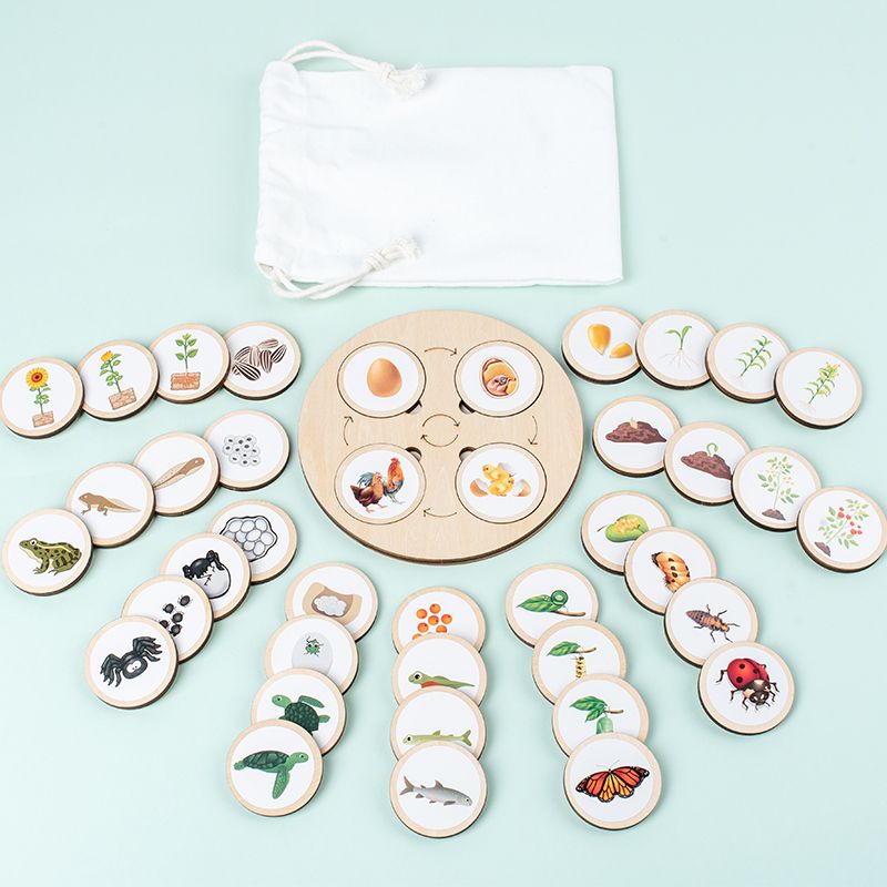 Life Cycle Board Montessori Kit Biology Science Education For Kids Sensory Tray Animal Figure Life Cycle Sorting Christmas gift_voghion.com