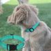 Dog Reflective Strap With Safe Nylon Collar, Adjustable Pet Leash, Suitable For Small And Medium Pets By PawParty Store_voghion.com