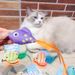 New Teasing Deep Sea Tropical Fish Series Pet Bite Resistant Feather Self Fun Soothing Cat Toy_voghion.com