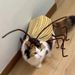 Cockroach Pet Cosplay Outfit Funny Handmade DIY Twist Stick Material Kit Cat Costume_voghion.com