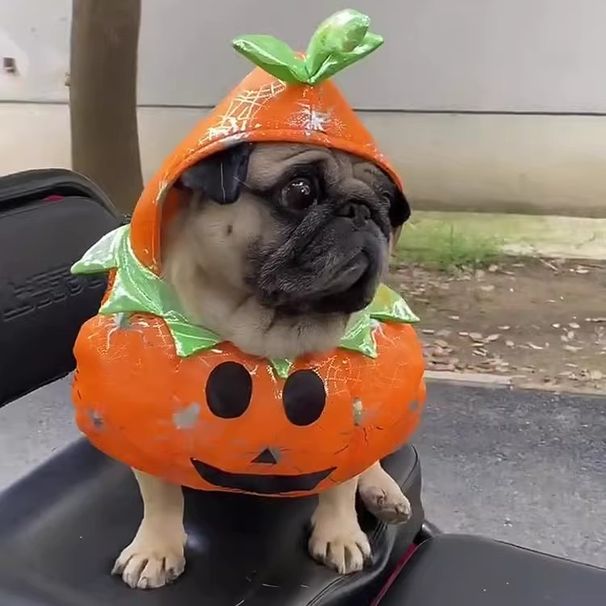 Pet Costume Pumpkin Outfit Dog Dress Muppet Halloween Cat Clothes_voghion.com