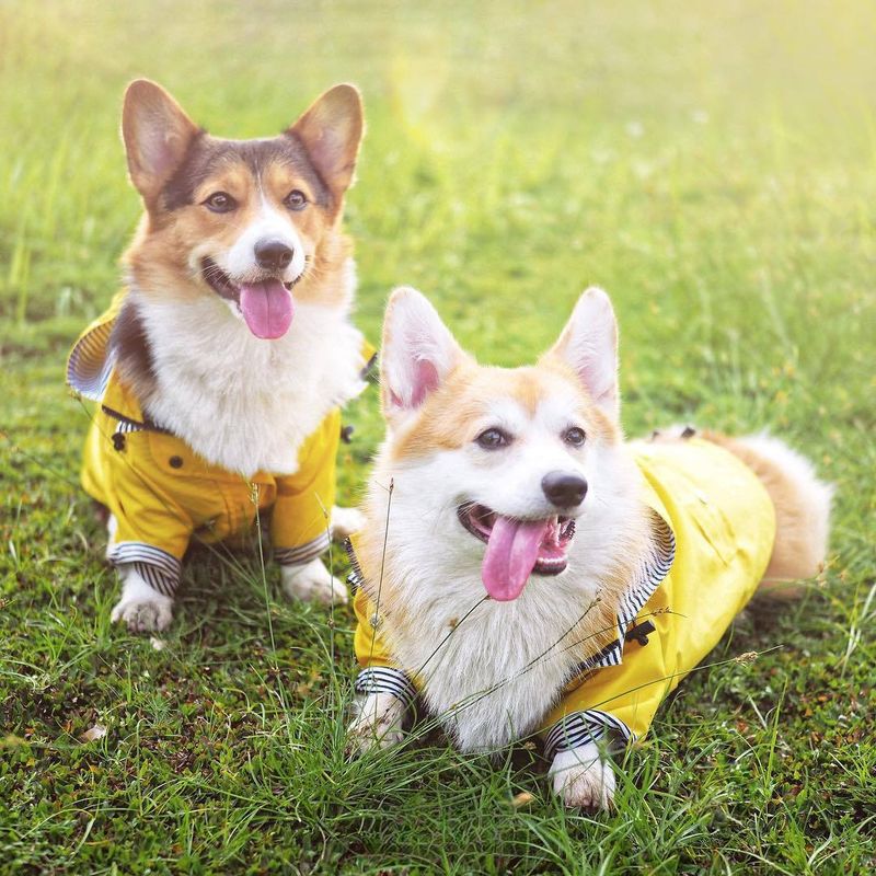 Ins Raincoat Windproof Rainproof British Thickened Dog Coat Jacket Pet Apparel Trendy_voghion.com