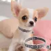 Dog Collars With Bells Paw Print Design Pet Collars Safe Quick Release Cat Collar Adjustable Cute Kitten Collar For Cats Or Dogs_voghion.com