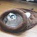 Direct Delivery Pet All Seasons Teddy Cat Mat Cotton Autumn Winter Dog Bed Sleeping Bag_voghion.com