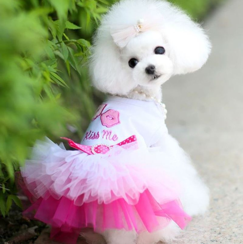 Vêtements pour chiens et chats printemps/été, fournitures pour animaux de compagnie, jupes en gaze pour les lèvres, ours en peluche_voghion.com
