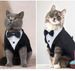 Haustiermode Smoking Anzug Kätzchen Hemd Kleidung Hochzeitskleid mit Fliege Katze Abendgarderobe_voghion.com