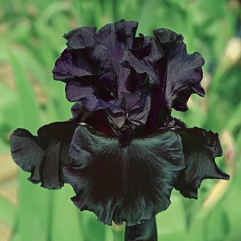 175 fiori di iris barbuto in fiore da piantare all'aperto - fiori di iris profumati_voghion.com