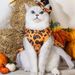 Supplies Elderly Pet Knitted Sweater Pumpkin Transformation Wizard Costume Dog Clothes_voghion.com