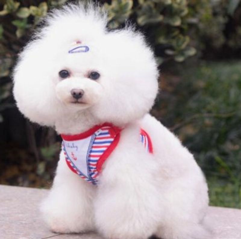İlkbahar yaz tasması, denim dış mekan göğüs ve omuz askıları, evcil köpek tasması malzemeleri, Teddy kediler için tüm yıl boyunca mevcuttur_voghion.com