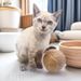 Teaser Stick Cat Self-Entertainment Chewing Sisal Teeth Grinding Durable 10cm Extra Large Toy Ball_voghion.com