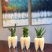 Tooth Shaped Planter 10cm - Cute Cactus Flower Pot Novelty Succulent Container With Drain Hole White_voghion.com