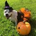 Mittelgroßes Hundeparty-Outfit, Halloween-Haustierkostüm-Set, entzückendes pelziges Kinder-Tüllkleid_voghion.com
