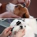 Multi-function Double-sided Dog Eye Comb Brush Eyelash Brush Tear Stain Remover_voghion.com