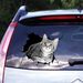 Realistic cat car JS-NPVC self-adhesive decoration removable wall sticker_voghion.com