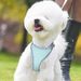 für Kleine, Mittelgroße Und Große Hunde, Kein Ziehen, Welpengeschirr Und Leine-Set, Hundegeschirr Für Spaziergänge, Laufen, Training, Kleines Hundeg_voghion.com