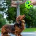 Dog Bite Protection, Fun Dog, Interactive Animal Toy With Rotating Ball For Small, Medium, And Large Sizes By PawParty Store_voghion.com