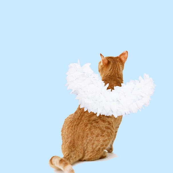 Haustier-Transformationszubehör, Halloween-Katzen-realistische Federflügel-Dekoration_voghion.com