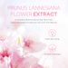 Japanese Sakura Cleansing Exfoliating Gel Hydrating Moisturizing Rejuvenating Face Body Cleansing Skin Care Products_voghion.com