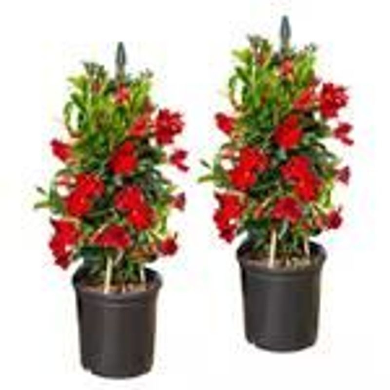 Costa Farms Mandevilla Teepee Flowering Plant In Nursery Pot, 2-pack_voghion.com