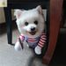 Internet Celebrity Same Style Funny Funny Small Dog Changing Clothes Pet Funny Dog Cat Pet Clothes_voghion.com