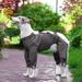 New Pet Adjustable Dog Raincoat Full Coverage For Medium And Large Dogs With Lamination Four-Legged Hooded Rain Poncho_voghion.com