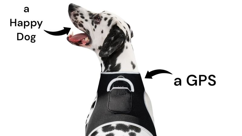Android GPS Pet Tracker Realtime Tracking System Mini Dog Cat Locator Size:XXL_voghion.com