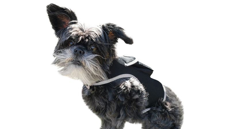Mini GPS Dog Tracking Device GSM GPRS Pet Location Finder Portable NEW Size:XXL_voghion.com