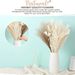Reed Rabbit Tail Whisk Small Pampas Grass Home Decoration Mixed Dried Flower Bouquet_voghion.com