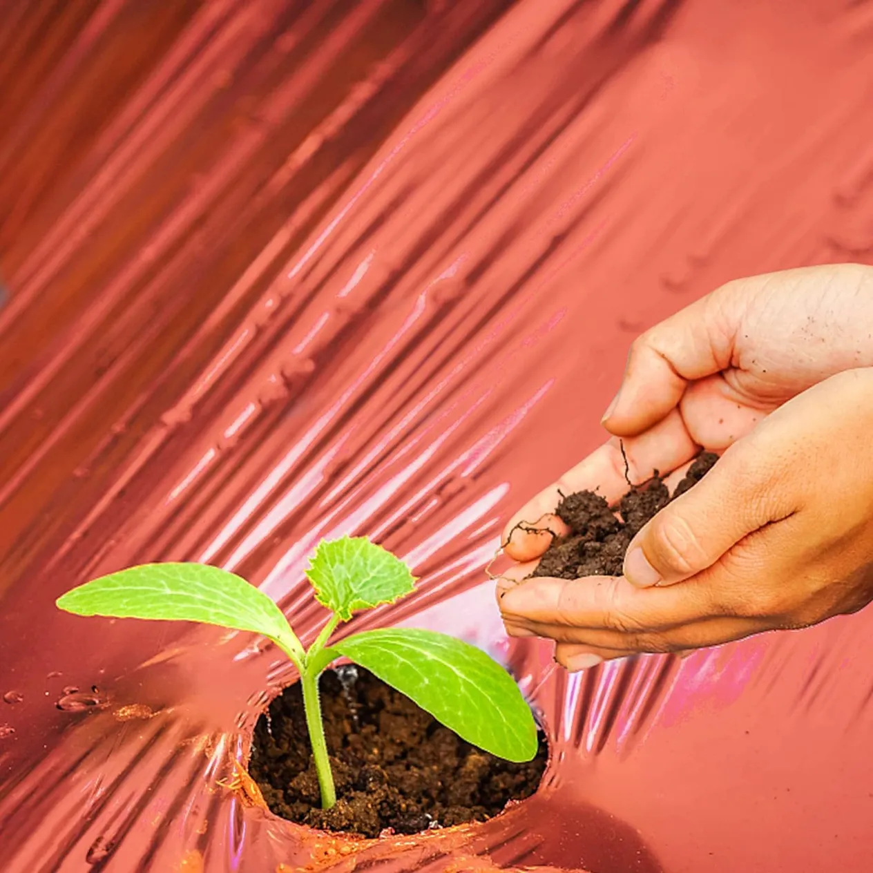 Red Plastic Film Garden Plastic Film, Crop Planting Film, Potato Tomato Strawberry Planting Film_voghion.com