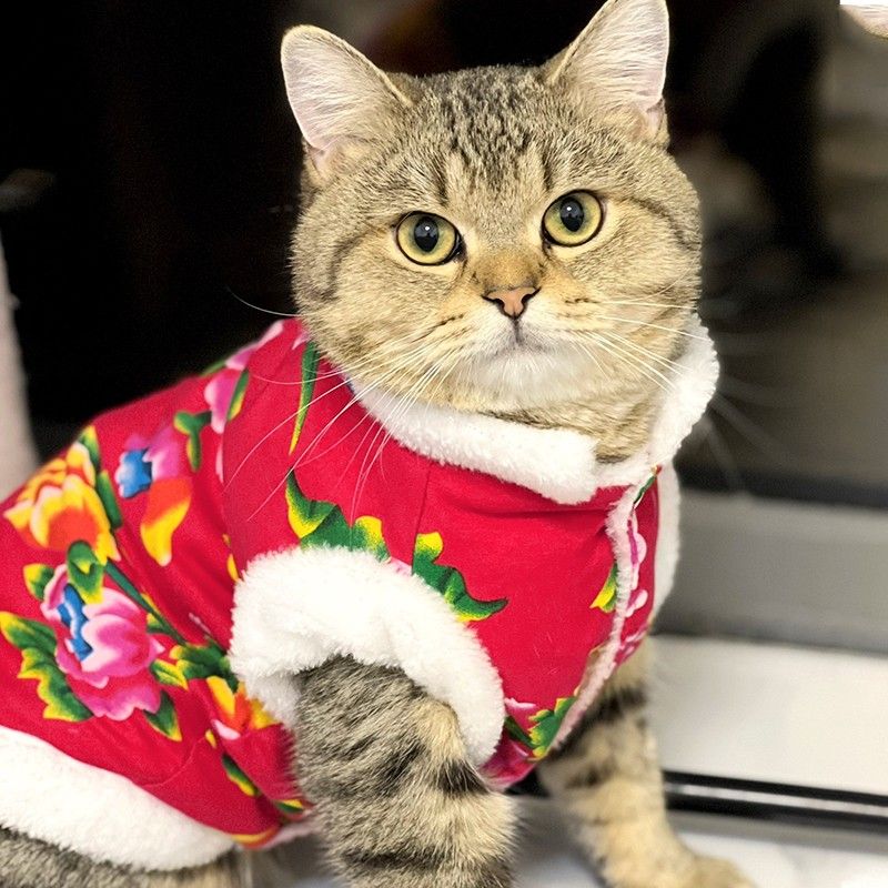 Cat Clothes Winter Big Flower Jacket English Short Silver Gradual Layer Kitten Warm New Year Tang Suit_voghion.com